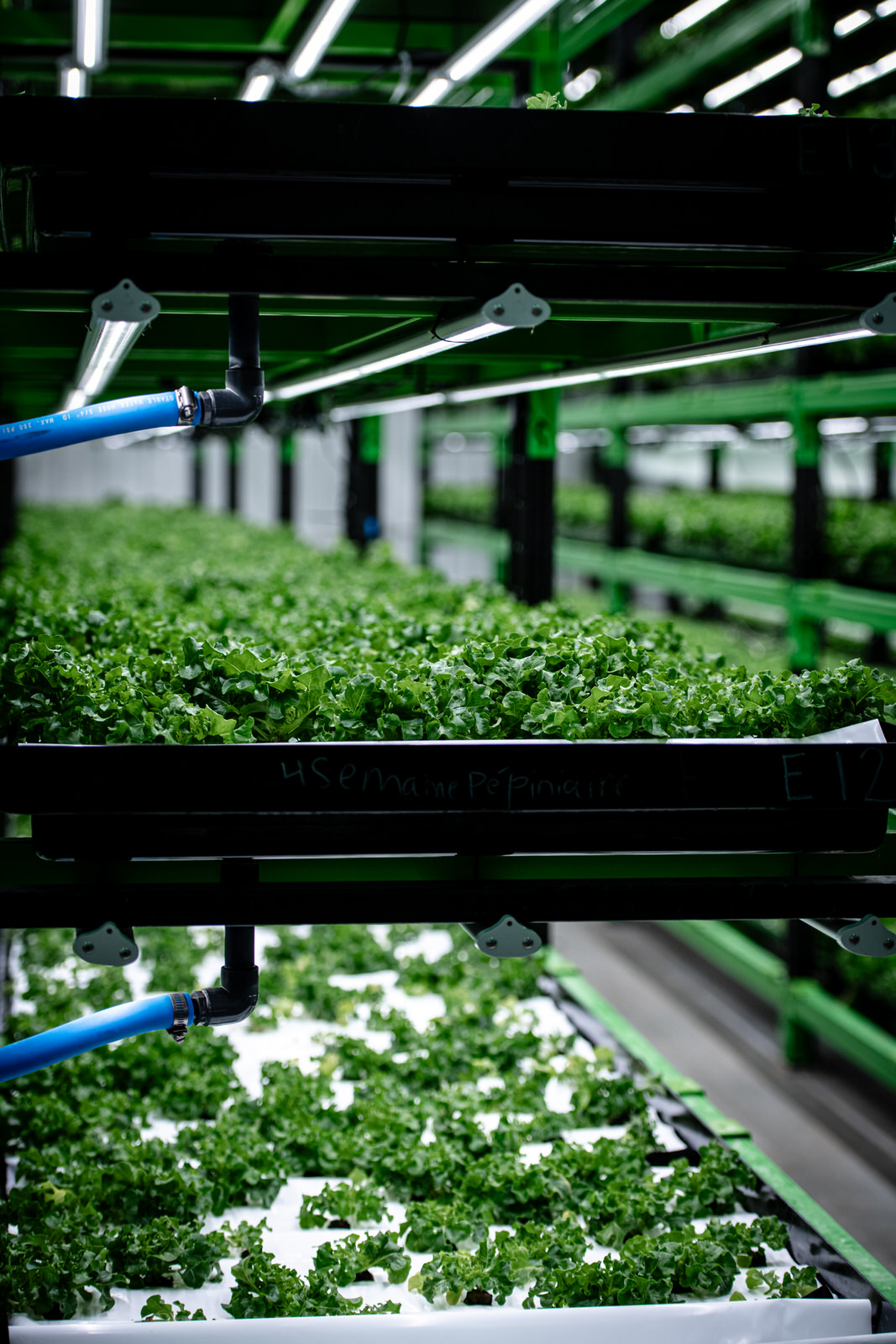 Photo lifestyle d'une étagère de plantation de salades vertes