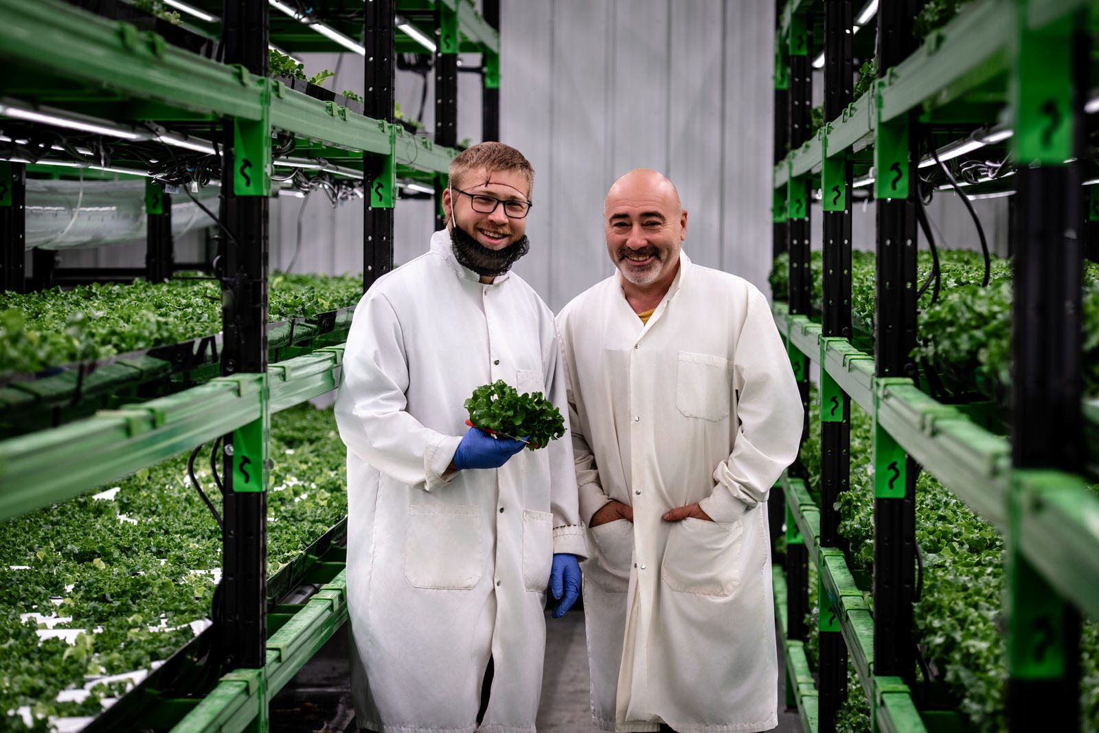 Photo intérieure d'une serre de laitue avec deux employés