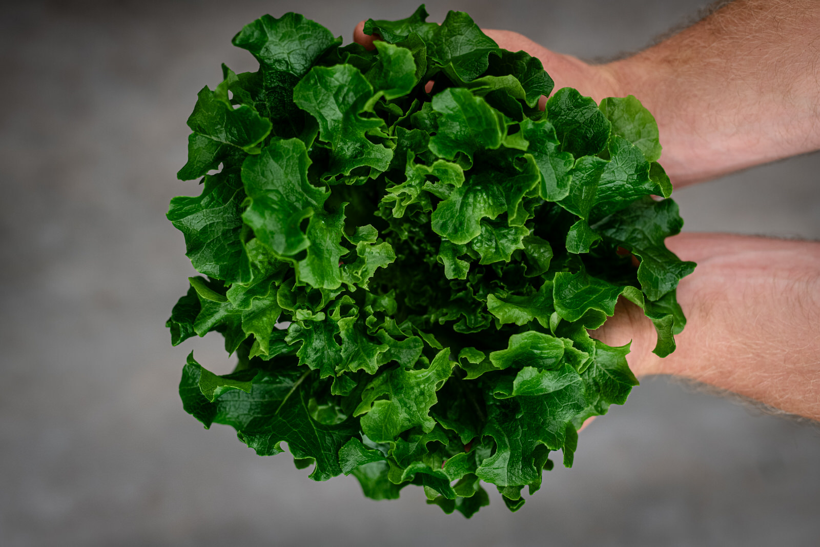 Focus sur laitue frisée tenue dans les mains