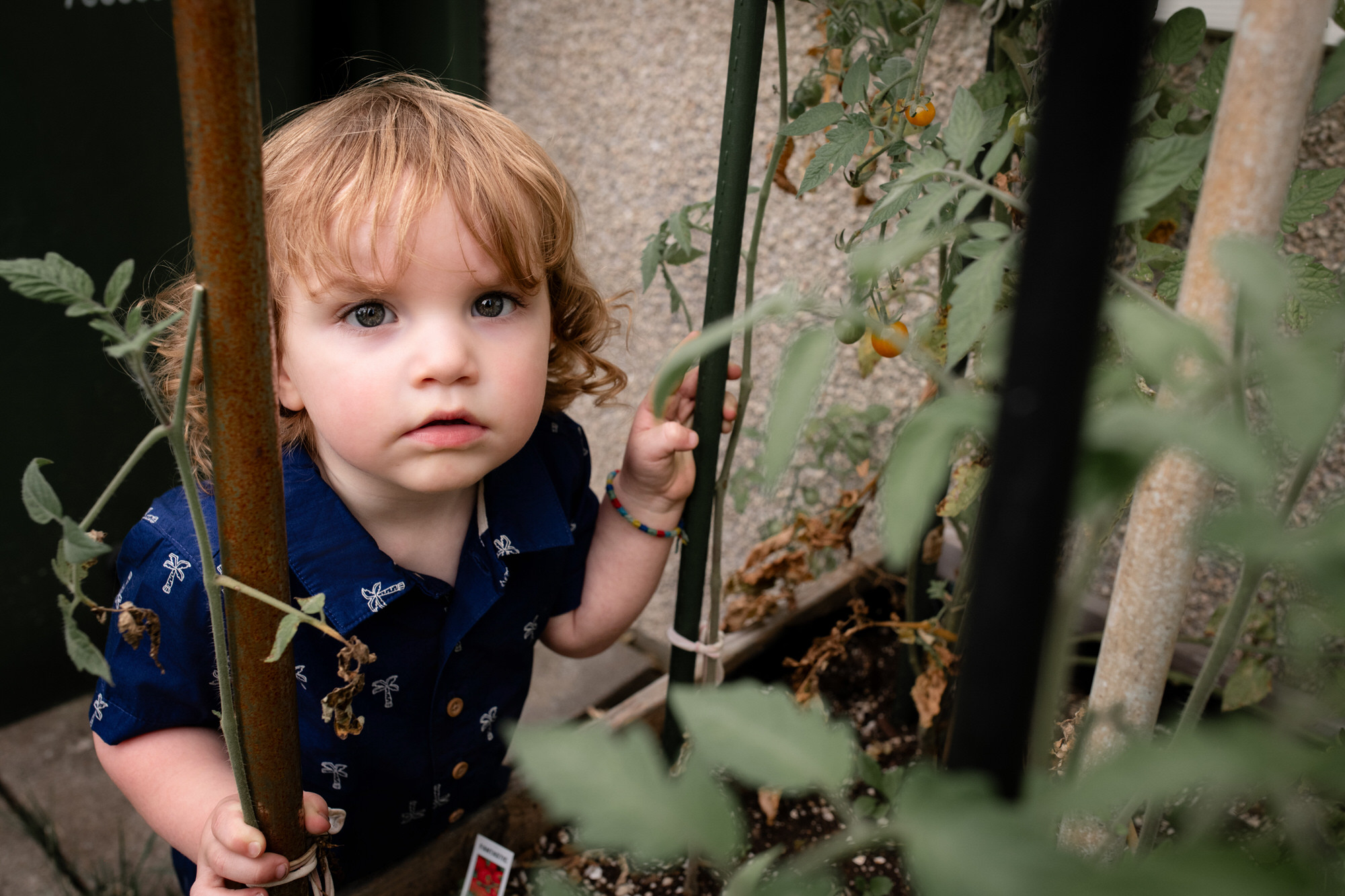 Photo d'un jeune enfant prise à côté de plants de tomates cerise